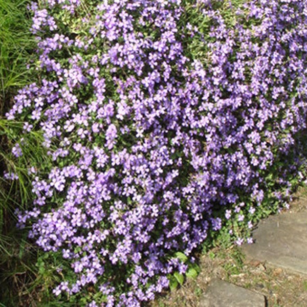 Aubrieta Rock Cress hellblau Aubrieta Hybrida Graeca 500 Samen