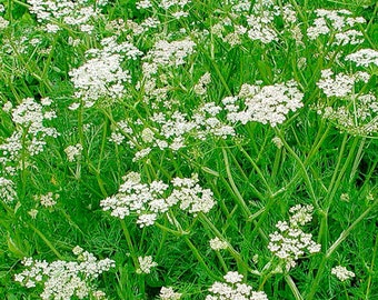 Caraway Carum Carvi 500 Seeds