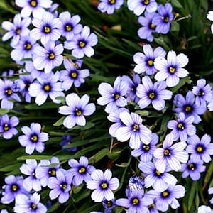 Blue Eyed Grass Sisyrinchium Bellum 500 Seeds