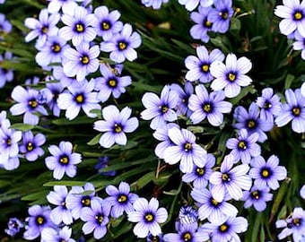 Blue Eyed Grass Sisyrinchium Bellum 500 Seeds