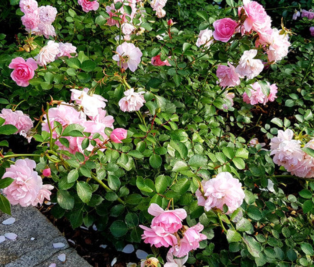 China Rose Angel Wings Rosa Chinensis 100 Seeds - Etsy