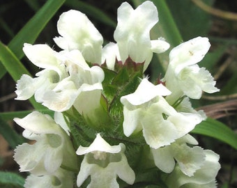 Prunella Self Heal White Prunella Grandiflora 125 Seeds