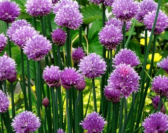 Chives Common Allium Schoenoprasum 500 Seeds