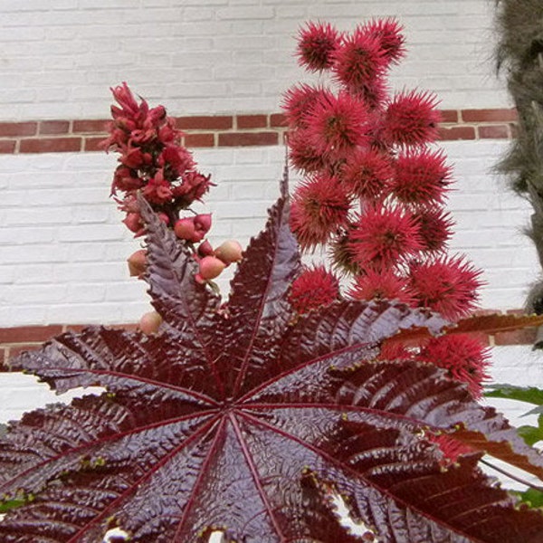 Castor Bean Zanzibariensis Ricinus Communis 50 Seeds