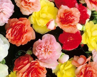 Begonia Tuberous Double Mix Begonia Tuberosa 100 Seeds