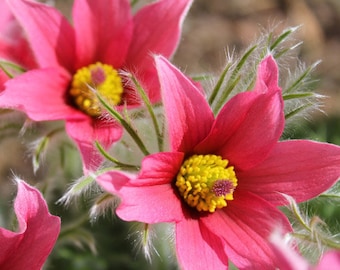 Pasque Flower Red Pulsatilla Vulgaris Rubra 100 Seeds