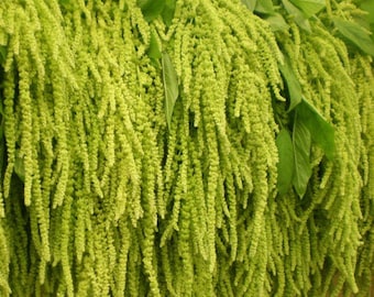 Amaranthus Love Lies Bleeding Green Amaranthus caudatus 500 graines