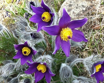 Pasque Flower Violet Pulsatilla Vulgaris 100 Seeds