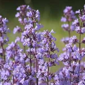 Catnip Nepeta Cataria 2,500 Seeds