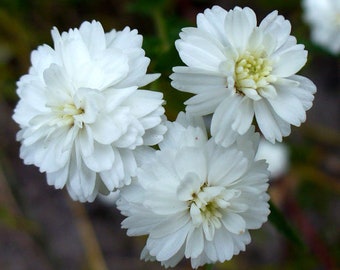 Yarrow Pearl Achillea Ptarmica 100 Seeds