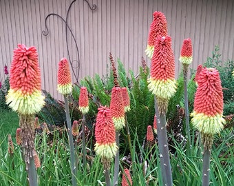 Red Hot Poker Torch Lily Kniphofia Uvaria Royal Castle 100 Seeds