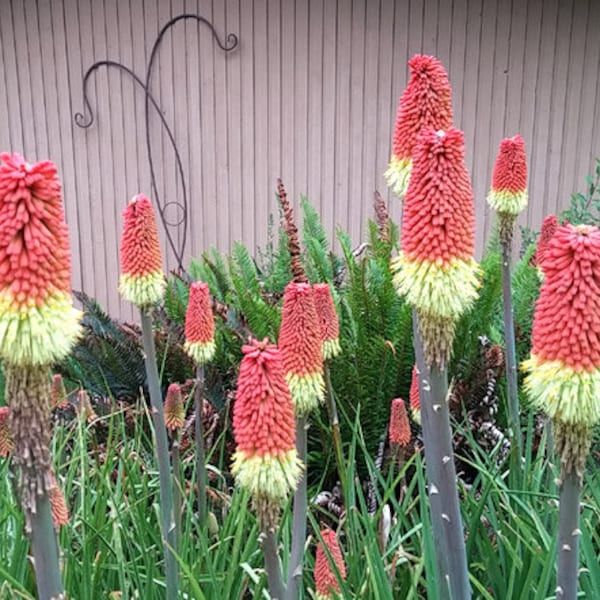 Red Hot Poker Torch Lily Kniphofia Uvaria Royal Castle 100 Seeds