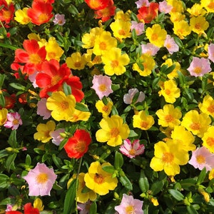 Moosrose Mix Portulaca Grandiflora 1.250 Samen