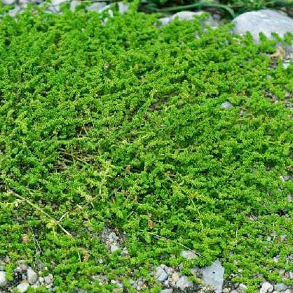Green Carpet Rupturewort Herniaria Glabra 10,000 Bulk Seeds