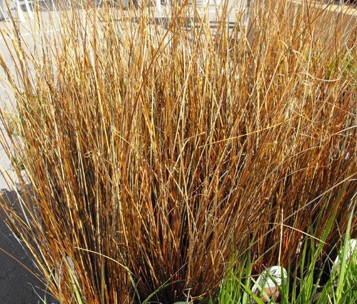 Sedge Leatherleaf Red Rooster Carex Buchananii 100 Seeds