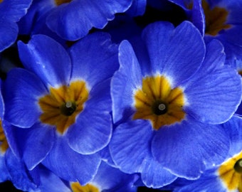 Primrose English Accord Blue Primula Vulgaris 50 Seeds