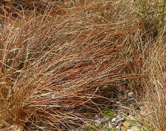 Sedge New Zealand Hair Cappuccino Carex Tenuiculmis 100 Seeds