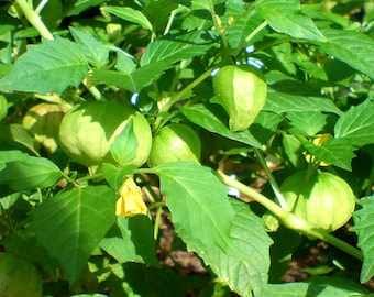 Cape Gooseberry Physalis Peruviana 100 Seeds