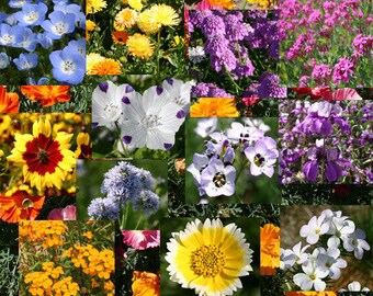 Wildflower Mix Bulb Blanket Seeds 1 Oz