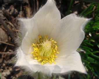 Pasque Flower White Pulsatilla Vulgaris Alba 100 Seeds