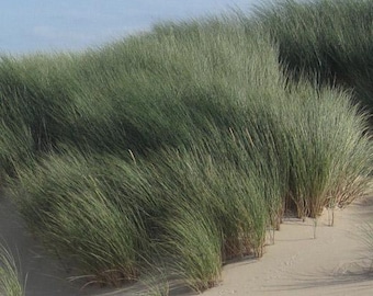 Beachgrass European Ammophila Arenaria 50 Seeds