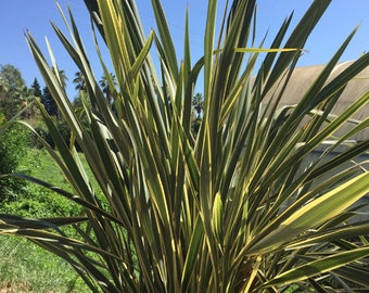 New Zealand Flax Phormium Tenax New Hybrids 50 Seeds