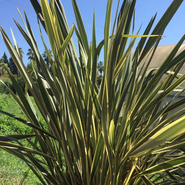 New Zealand Flax Phormium Tenax New Hybrids 50 Seeds