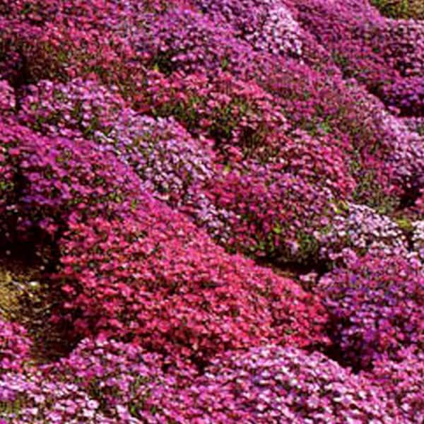 Aubrieta Rock Cress Cascade Mix Aubrieta Hybrida Superbissima 250 Samen