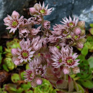 Houseleek Sempervivum Hybridum 250 Seeds
