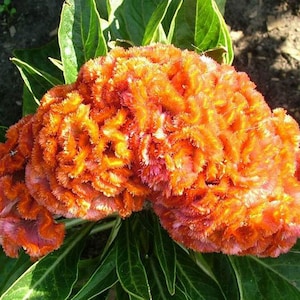 Cockscomb Orange Dwarf Celosia Cristata Nana Jessica 100 Seeds