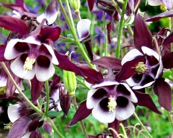 Columbine William Guinness Aquilegia Vulgaris 250 Seeds