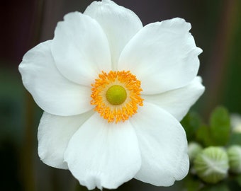 Anemone Madonna Anemone Sylvestris 100 Seeds