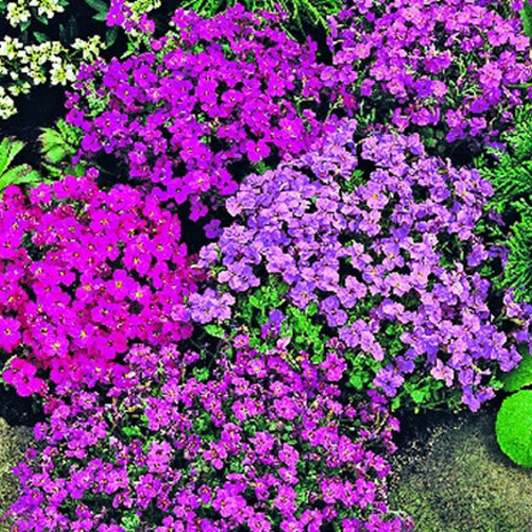 Aubrieta Rock Cress Royal Mix Aubrieta Hybrida 500 Samen