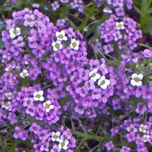 Alyssum Violet Queen Lobularia Maritima 500 Seeds