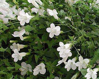 Asarina Climbing Snapdragon White Asarina Scandens 100 Seeds