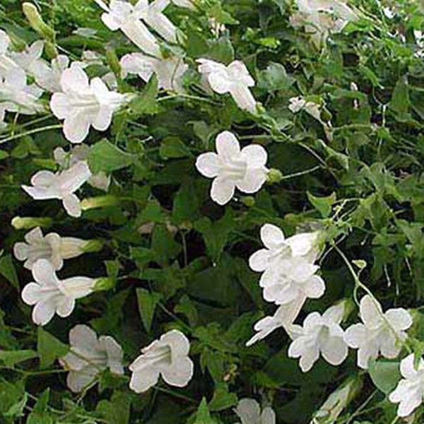 Asarina Climbing Snapdragon White Asarina Scandens 100 Seeds