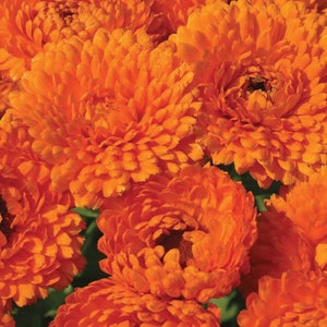 Calendula Geisha Girl Calendula Officinalis 100 Seeds