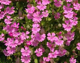 Catchfly Nodding Rose Triumph Silene Pendula 1,000 Seeds