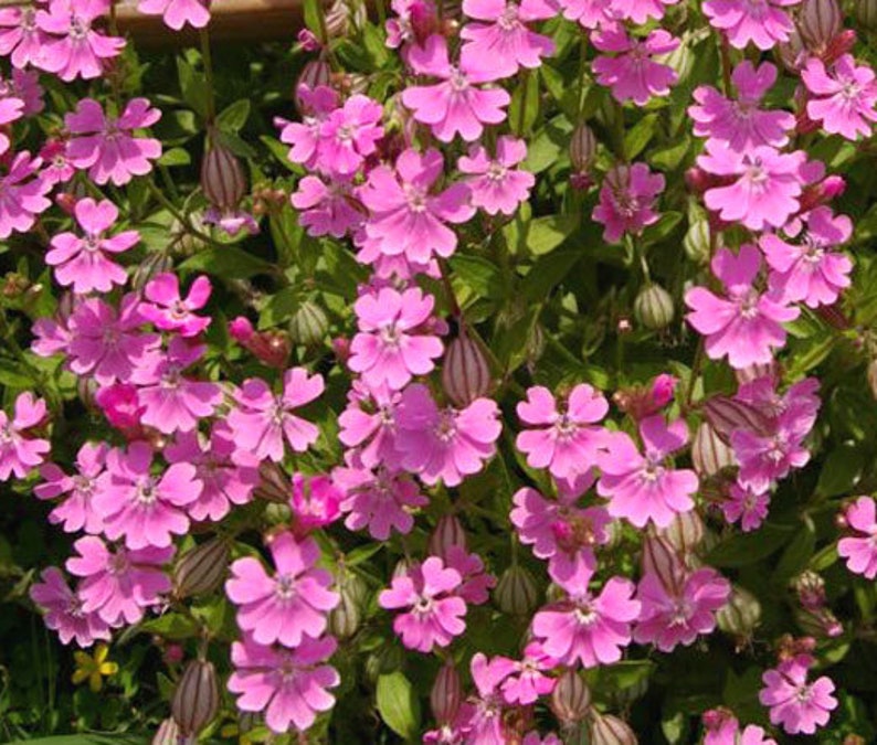 Silene pendula, rosier penché, silène, silène, 1 000 graines image 1