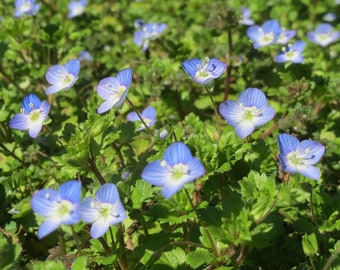 Speedwell Creeping Blue Veronica Repens 500 Seeds