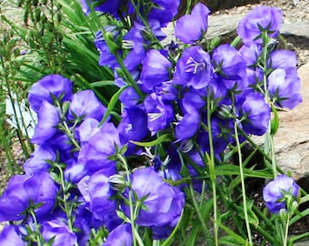 Bellflower Willow Peach-Leaved Blue Campanula Persicifolia 1,250 Seeds