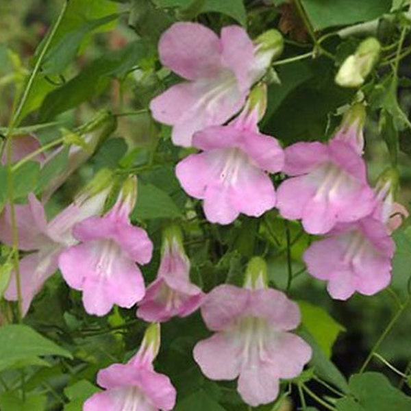 Asarina Climbing Snapdragon Rose Asarina Scandens 100 Seeds