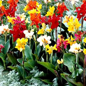 Canna Indica Mix Canna Indica Hybrids 50 Seeds