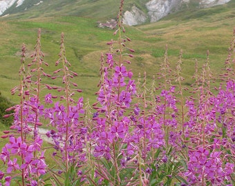 Fireweed Epilobium Angustifolium 1,000 Seeds