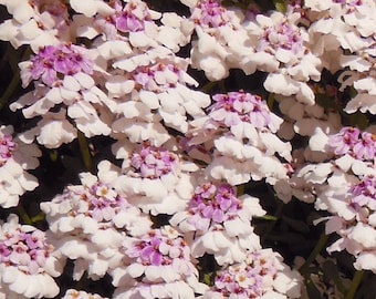 Candytuft Gibraltar Iberis Gibraltarica 500 Seeds