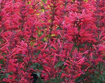 Agastache Heather Queen Agastache Cana 100 Seeds