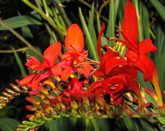 Crocosmia Zigzag Crocosmia Paniculata Hybrida 50 Seeds