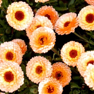 Calendula Pink Surprise Calendula Officinalis 100 Seeds