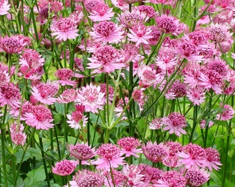 Astrantia Masterwort Purple Astrantia Major 50 Seeds