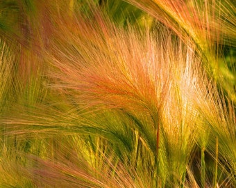 Foxtail Barley Hordeum Jubatum 500 Seeds